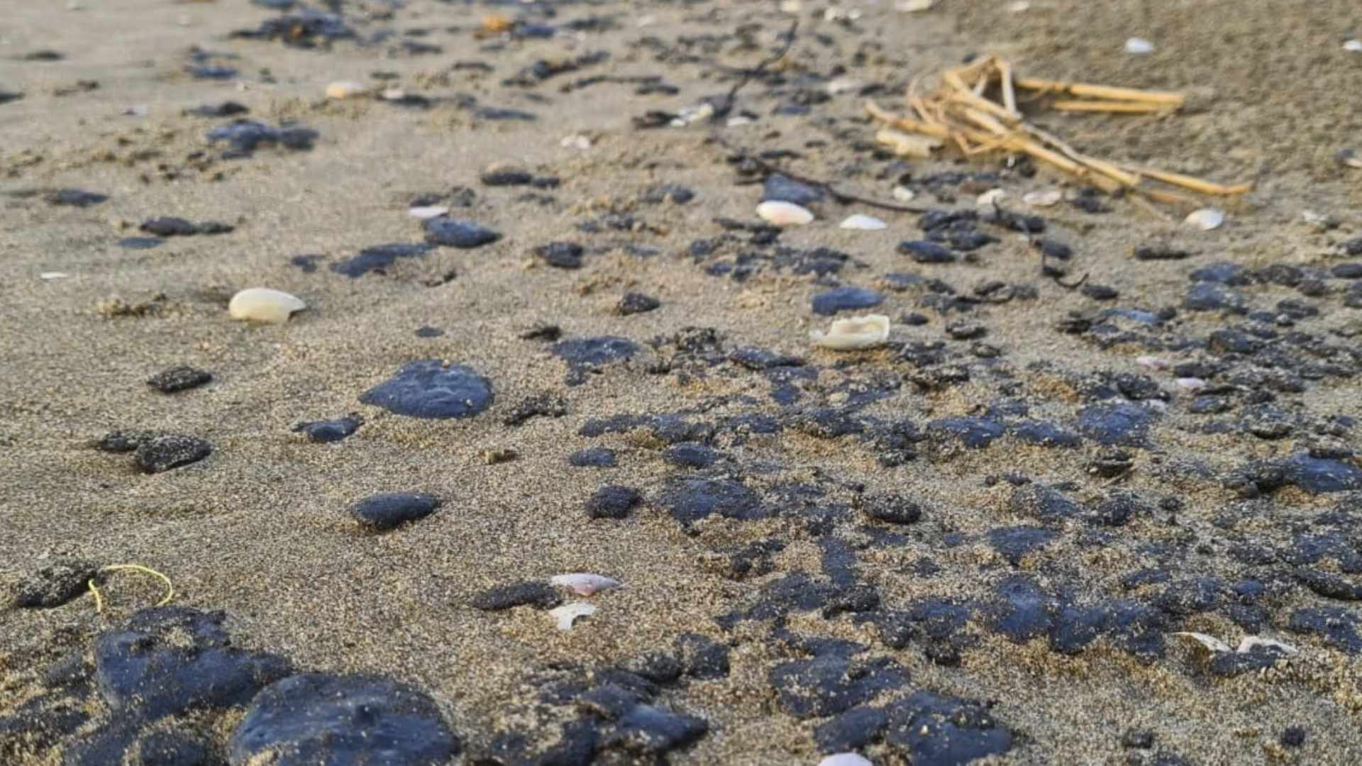 Recolectan 91 toneladas de hidrocarburo en playas de Veracruz